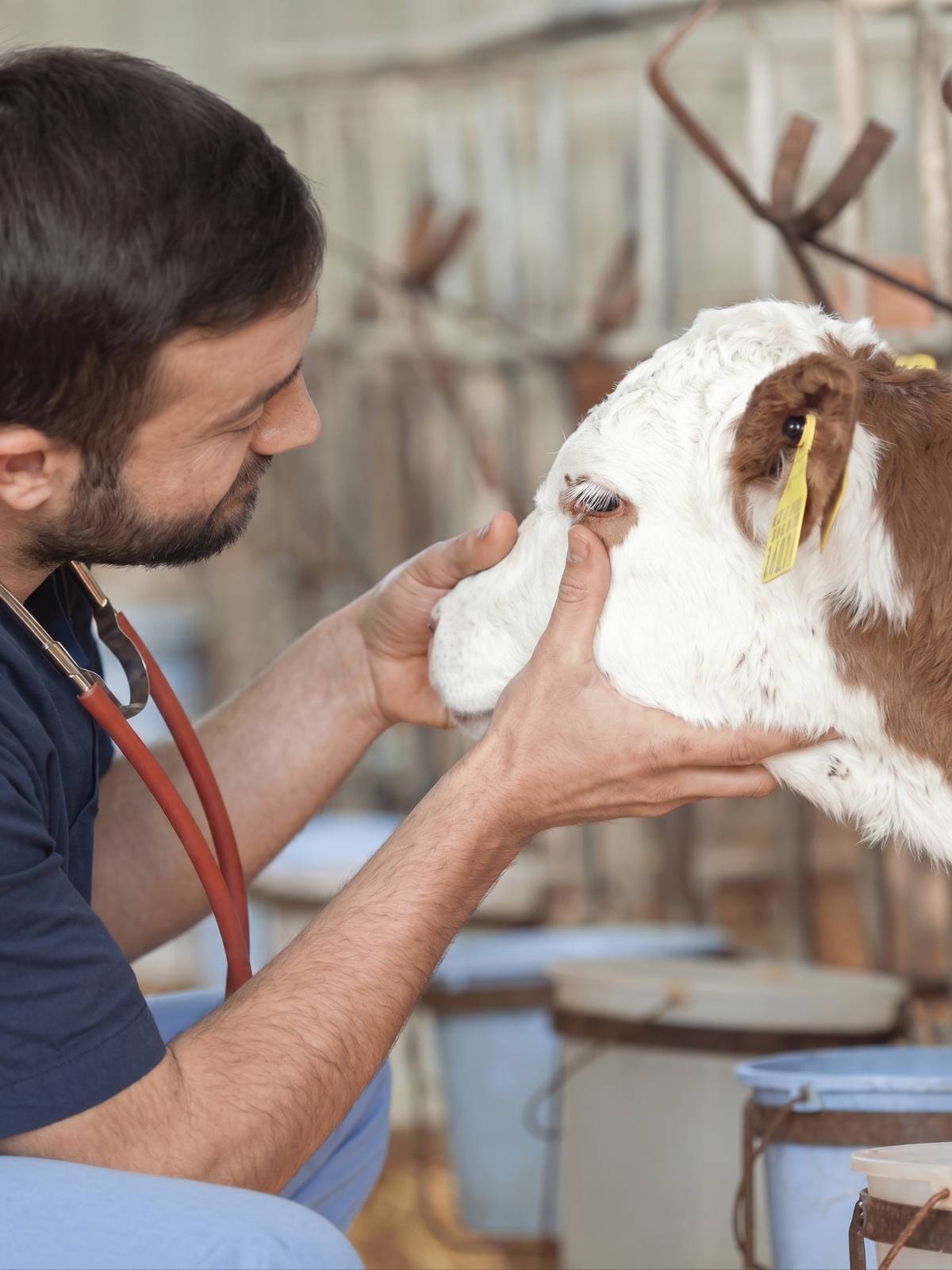 Hayvancılık ve Kanatlı Hayvanlar
