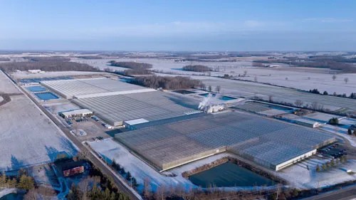Producing 60 million Ready-To-Grow Young Plants In 45-Acre Greenhouses