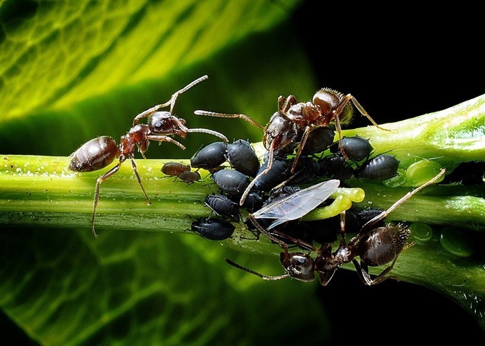 ants-preying-on-aphids