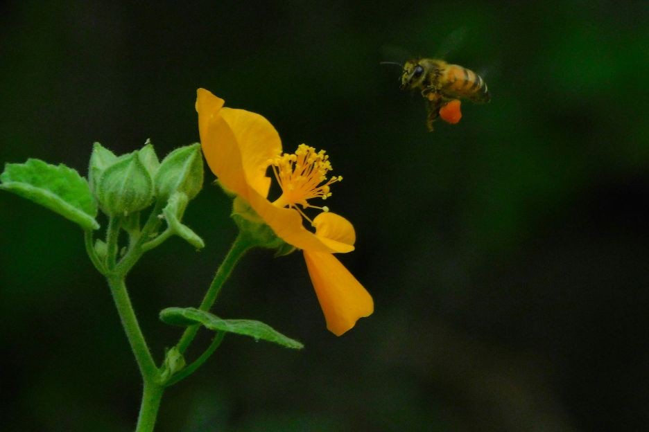 Bee and a Flower