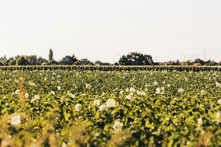 Cotton Field