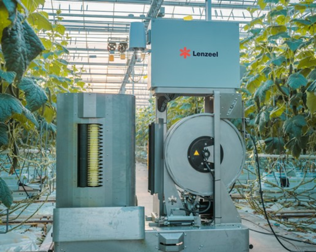 Cucumber Grower Let Robot Do Most Of The Leaf Picking