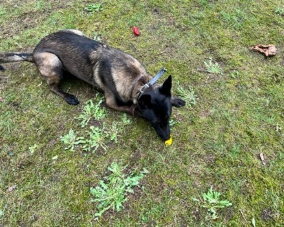 Training Dogs to Scout Greenhouse Pests