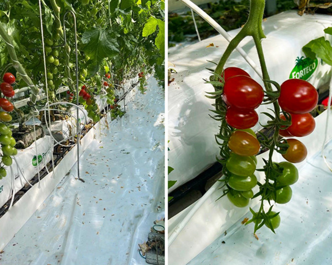 German Grower Reduces Moisture In Slabs With Spacer