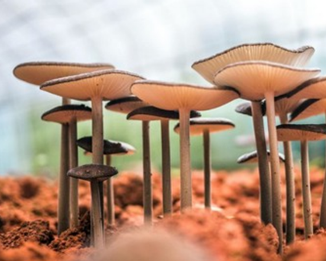 Advantages Of Growing Mushrooms In A Greenhouse