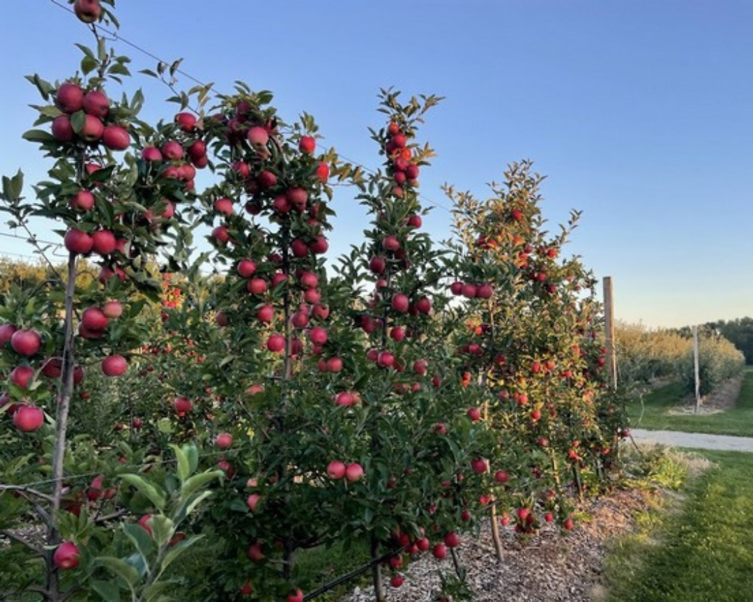 Strawberry Farm Provides Intimate You-Pick Experience To The Public