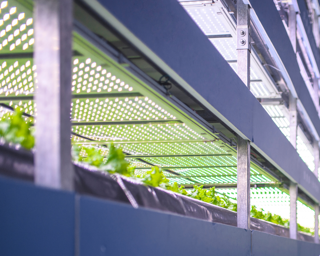Key Mistakes of Vertical Farms