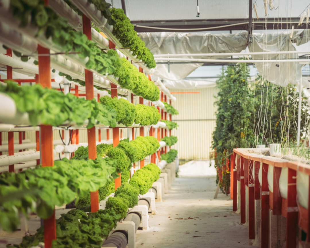 Malta: Aquaponic farming without significant operating costs