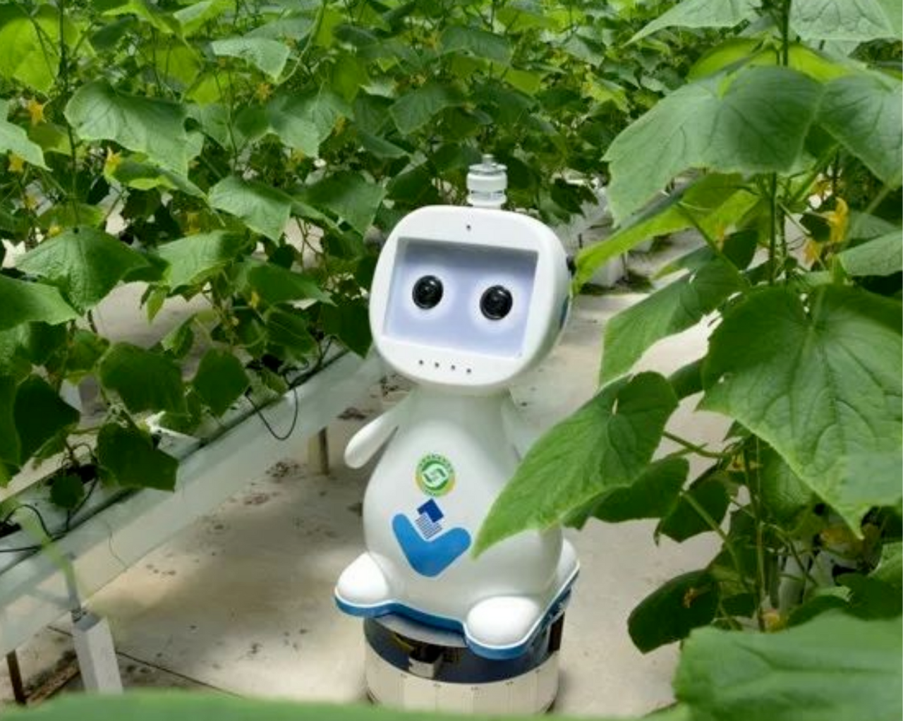 China's First Artificial Intelligence 5G Agricultural Robot Comes Out