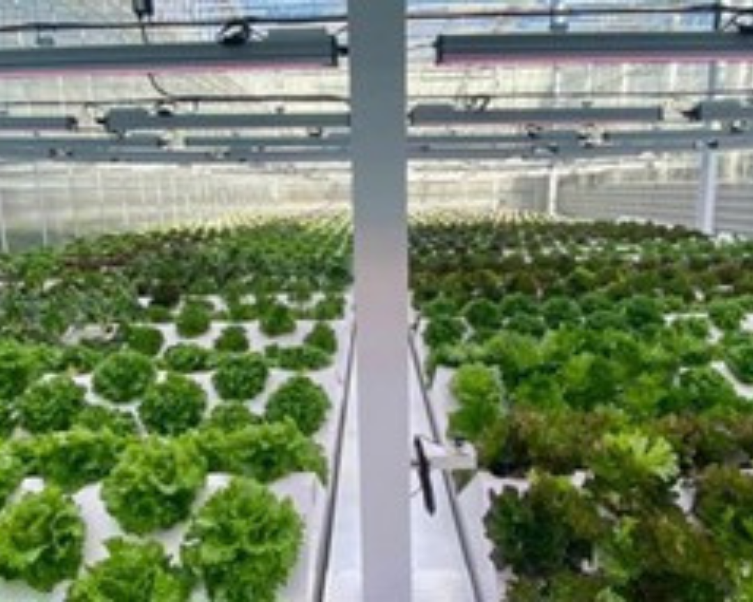 Mobile aeroponic system requires less maintenance and guarantees even irrigation (1)
