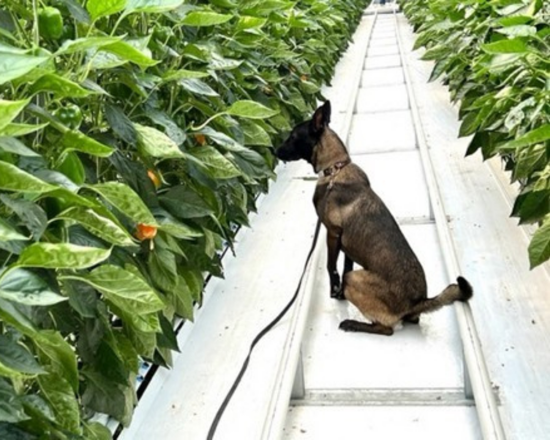 Training dogs to scout greenhouse pests (1)