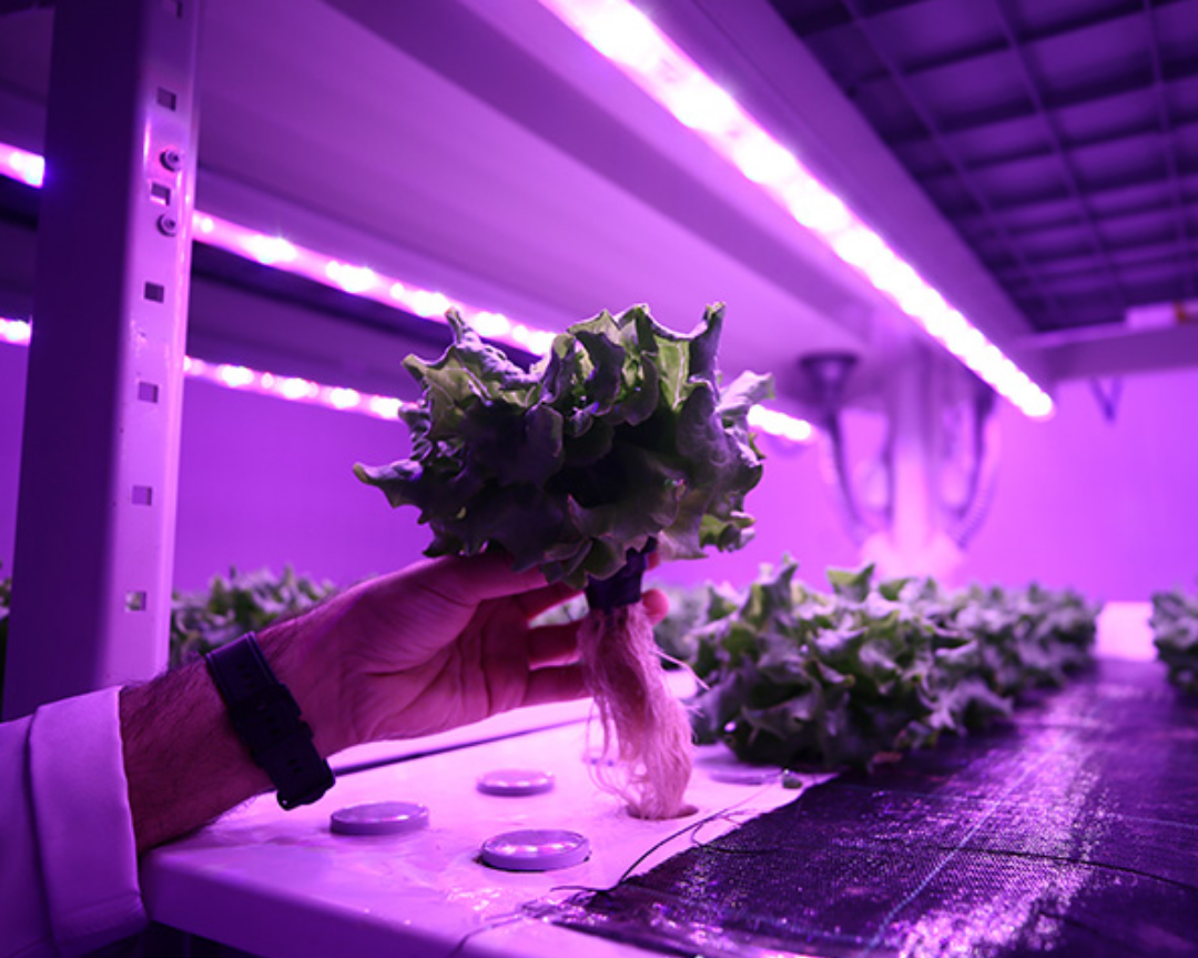In Adana, a Suitable Production Model is Being Created With Artificial Intelligence in Vertical Agriculture 