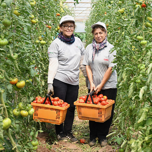 Greenhouses in Gebze, where vegetables are sent to Istanbul, are the source of employment for about 2 thousand people