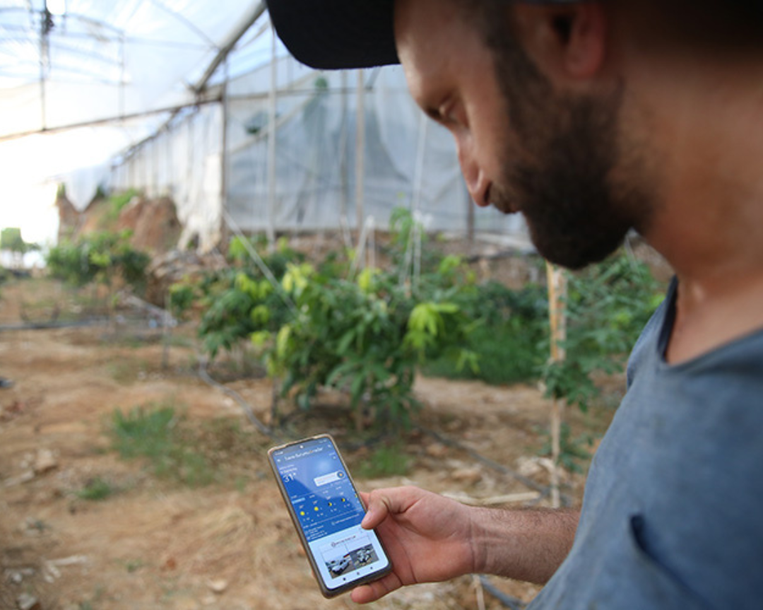 Tropical fruits are protected from the sweltering summer sun by special methods