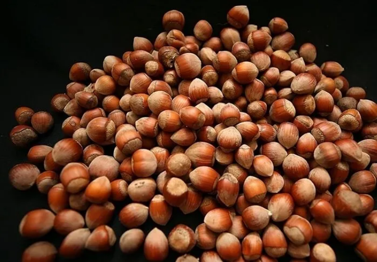 Trabzon Accounted For 37 Percent of Türkiye's Hazelnut Exports 