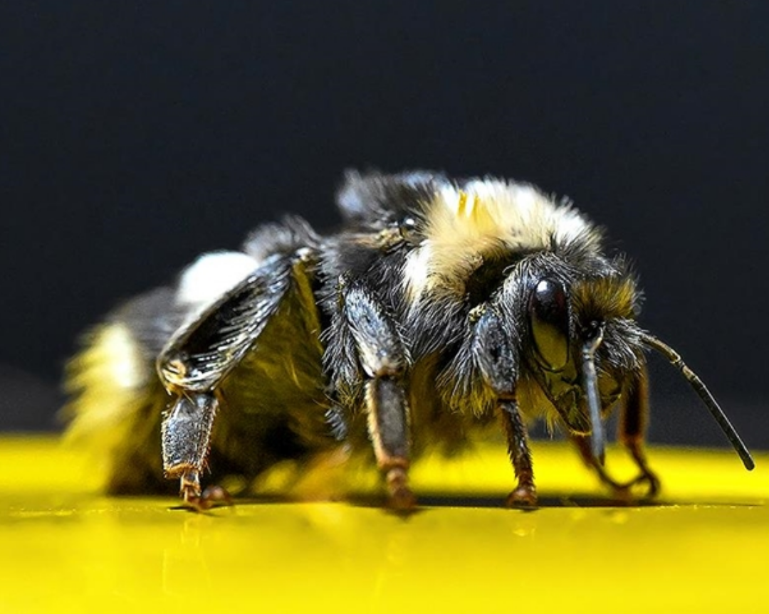 "Bumblebees", Indispensable For Greenhouse Agriculture, Started To Be Grown In Van