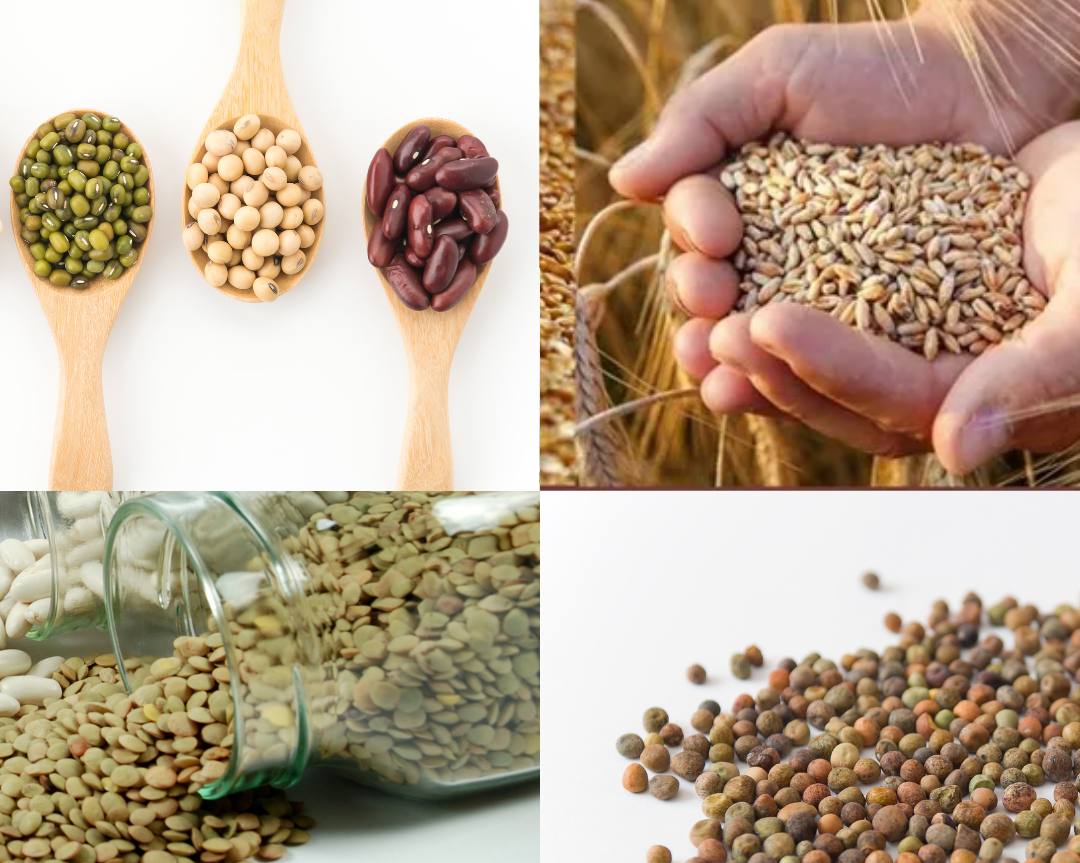 Cereals and Pulses Exports to 216 Countries, Autonomous and Free Zones 