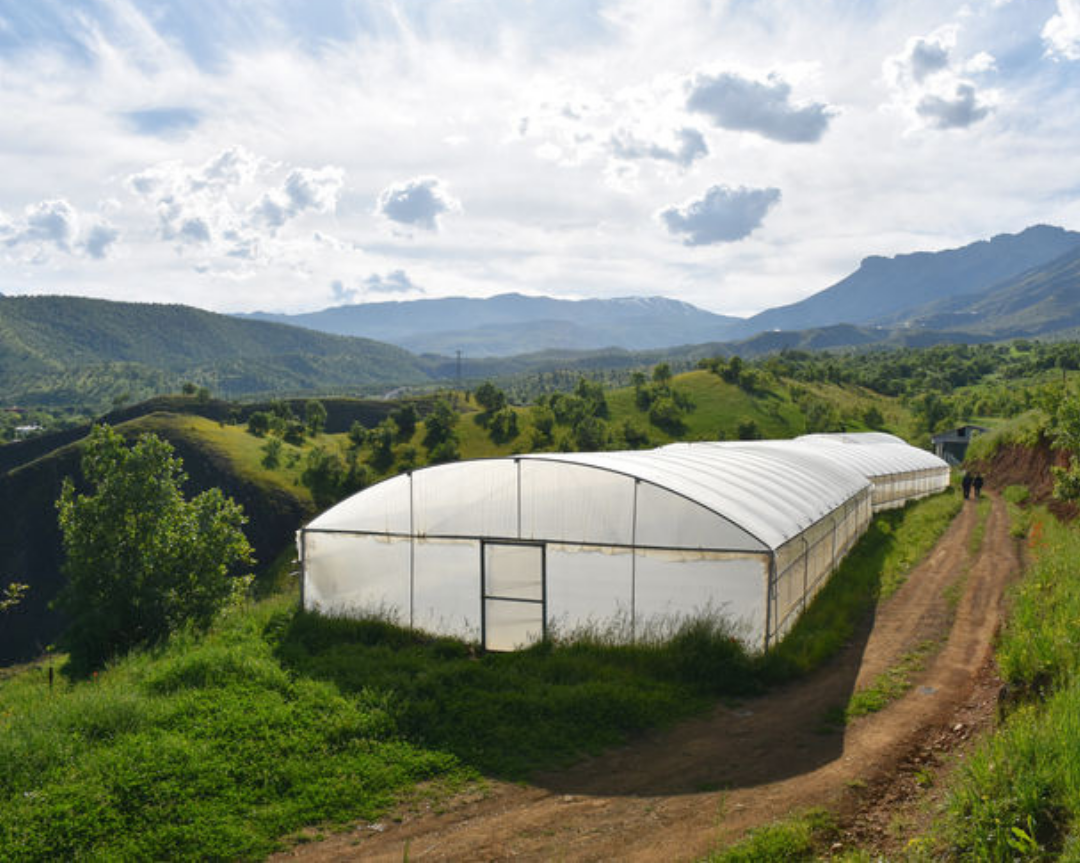 Derecik, On The Border With Iraq, Is Becoming The Production Base Of The Region Thanks To Greenhouse Investments 