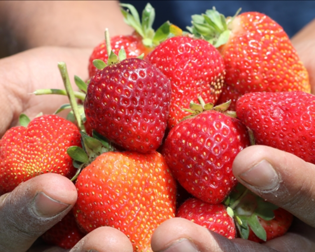 Strawberry Seedlings Of Nevşehir Show Up In Domestic And Foreign Lands