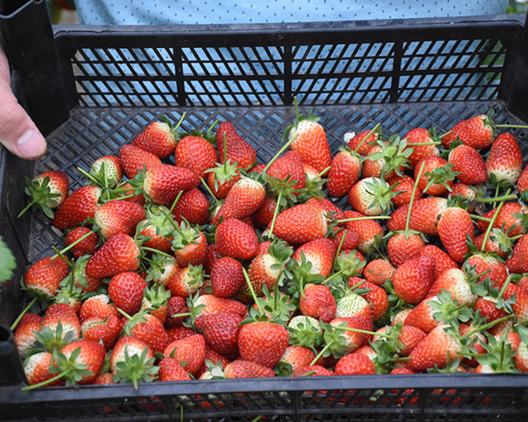 Strawberry Cultivation In Giresun Has Become A Source Of Income After Hazelnuts 
