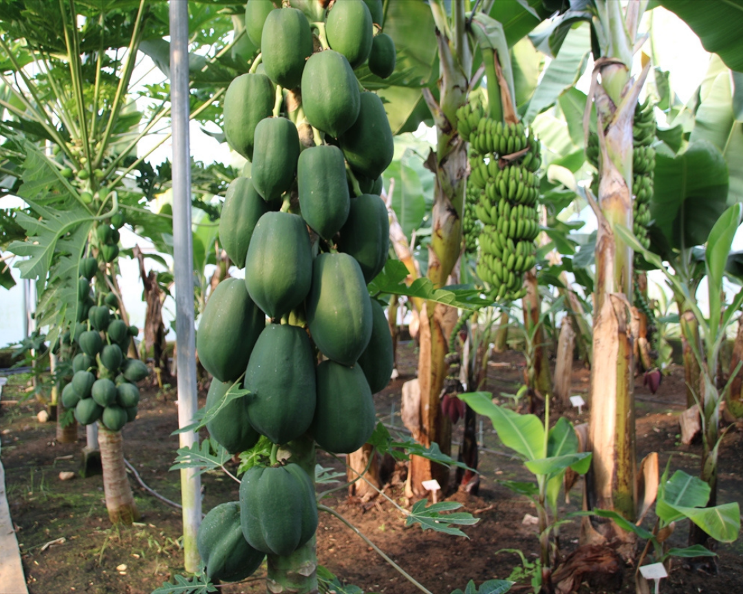 Papaya Grown in The Greenhouse of a Research Institute in Mersin Bears Fruit