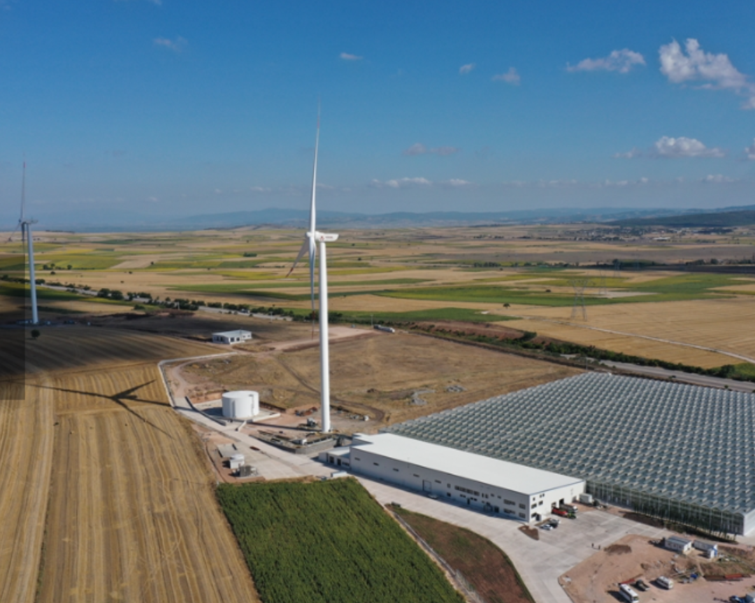 Tomatoes Are Produced In A Glass Greenhouse With Renewable Energy