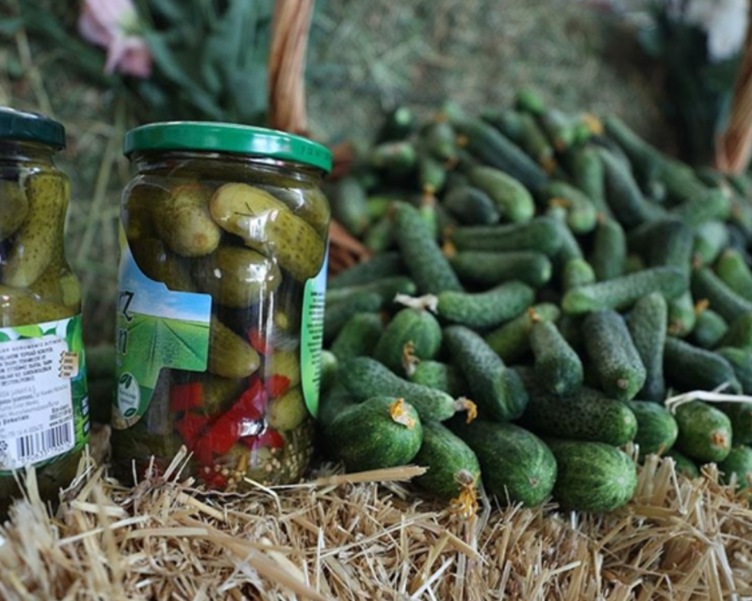 Yield In Gherkins, The Star Of Pickle Exports, Will Be Increased In The “Greenhouses”