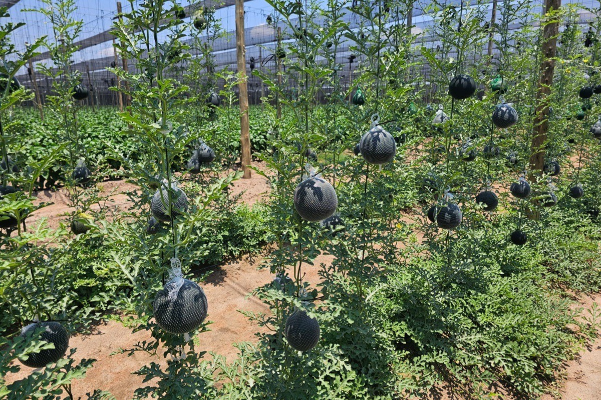 mini melons