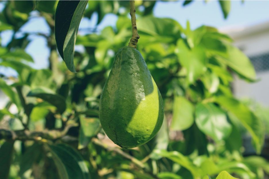 Avokado