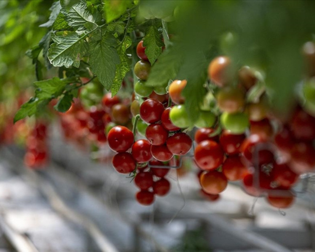 Jeotermal kaynakla üretilen domatesler Türkiye'nin dört bir yanına pazarlanıyor