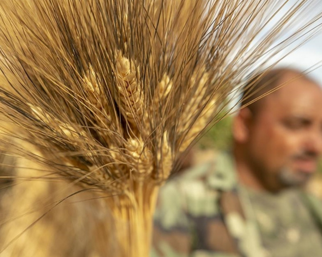 Uzmanlardan Buğday Üretiminde Kuraklık Riskine Karşı Öneriler