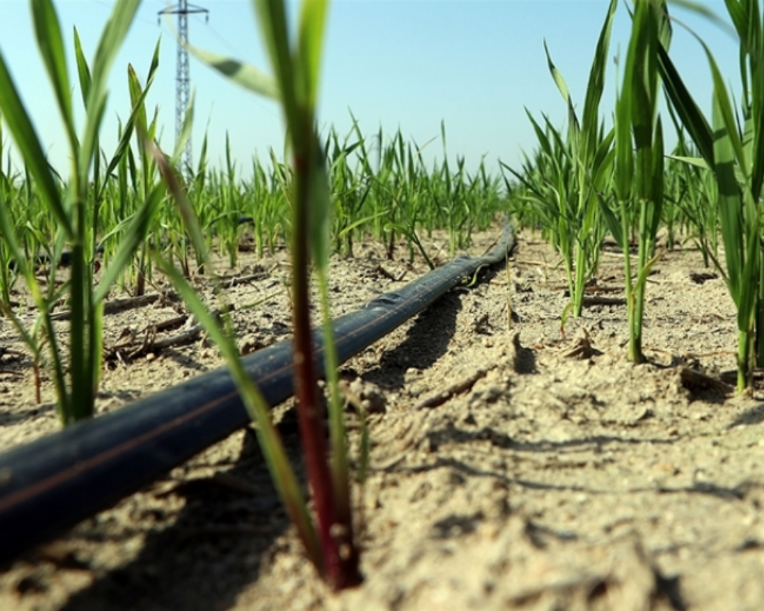Buğday Üretiminde Damla Sulama Yöntemiyle Ortalama Yüzde 30 Su Tasarrufu Sağlandı 