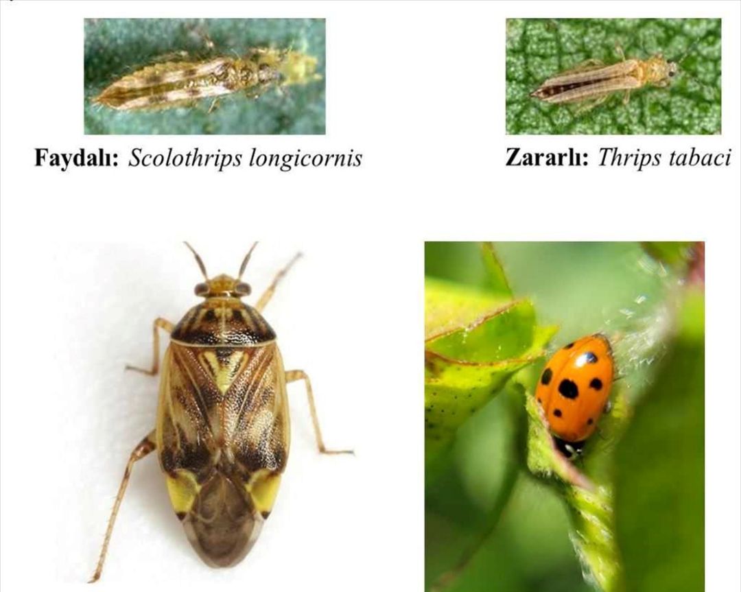 Şanlıurfa'da Pamukta Zararlı Böcekler Yapay Zekayla Tespit Edilecek