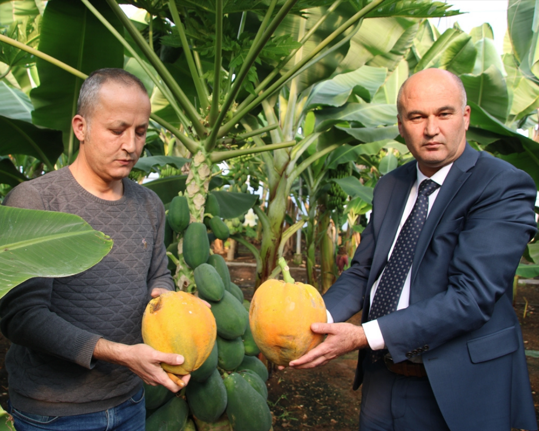 Mersin'de Araştırma Enstitüsündeki Serada Yetiştirilen Papaya Meyve Verdi  (2)