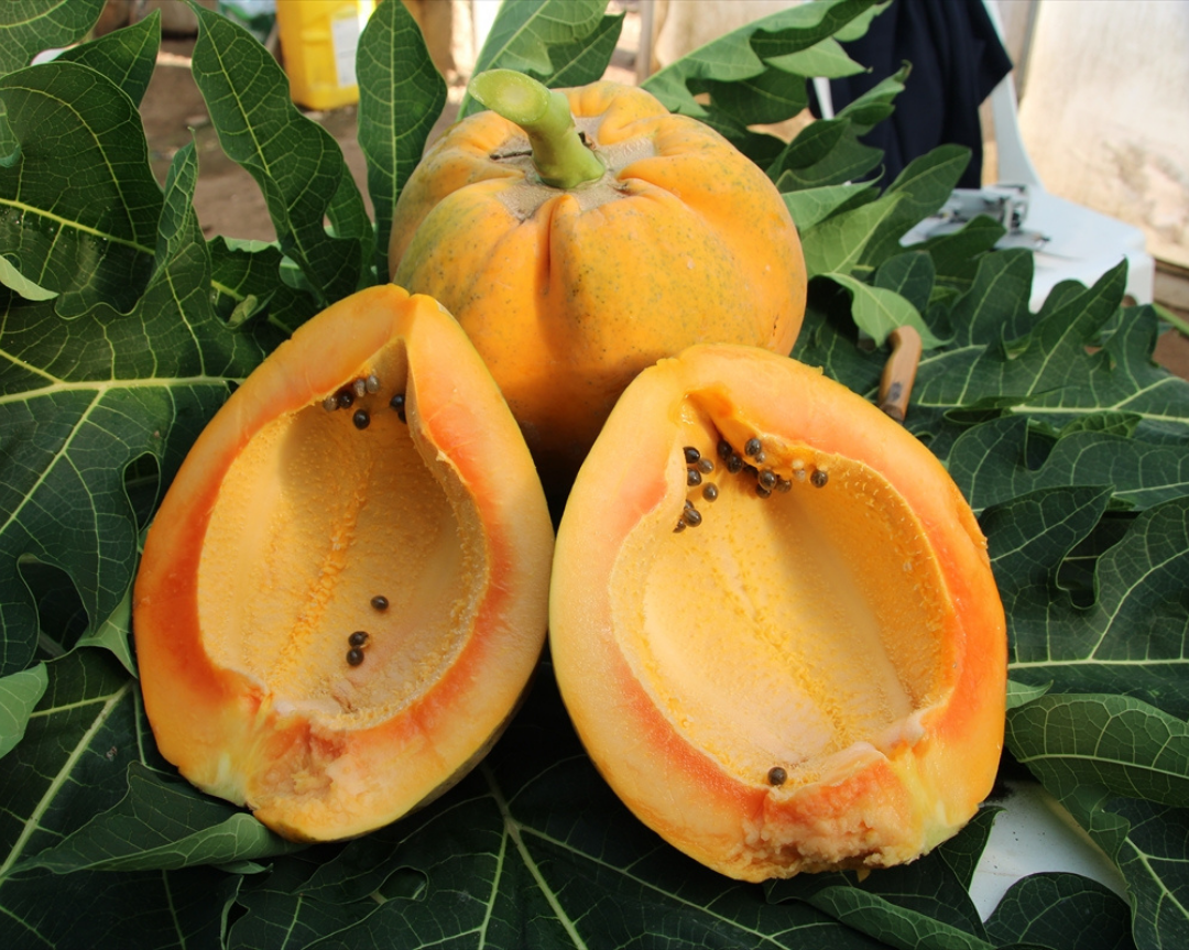 Mersin'de Araştırma Enstitüsündeki Serada Yetiştirilen Papaya Meyve Verdi  (3)